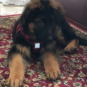 Meet your Posher, David